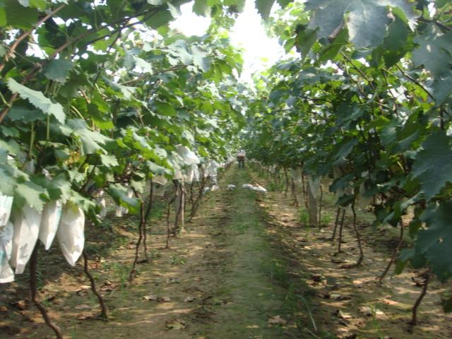 新集村葡萄苗圖片/新集村葡萄苗樣板圖 (3)