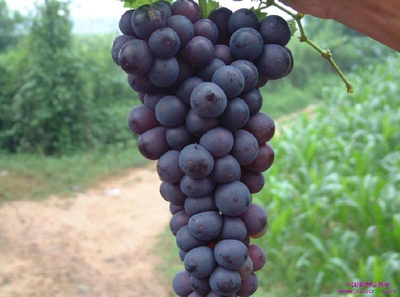 夏黑葡萄苗批發(fā)圖片