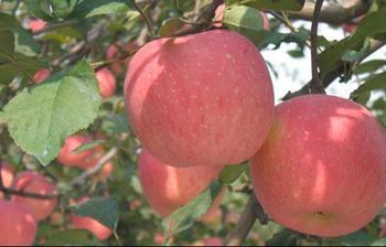 供應山東紅嘎啦/山東紅嘎啦蘋果/山東紅嘎啦蘋果價格
