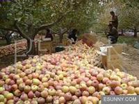 供應(yīng)山東藤木遼伏蘋果，山東藤木蘋果價(jià)格，山東遼伏蘋果產(chǎn)地