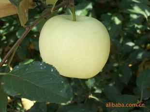 供應(yīng)山東金帥蘋果批發(fā)價格