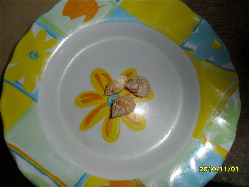 供應(yīng)芝麻螺花生螺