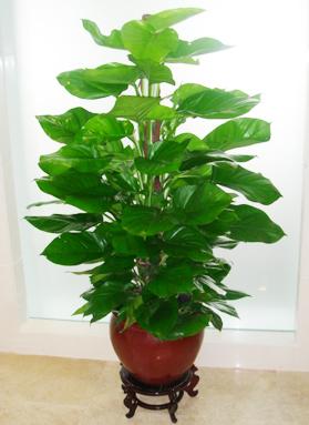 植物租擺植物租擺公司圖片