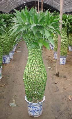 供應(yīng)花卉租擺室內(nèi)花卉租擺室內(nèi)綠植租擺