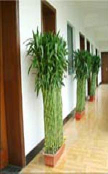 供應(yīng)綠色植物養(yǎng)護(hù)北京綠色植物租賃