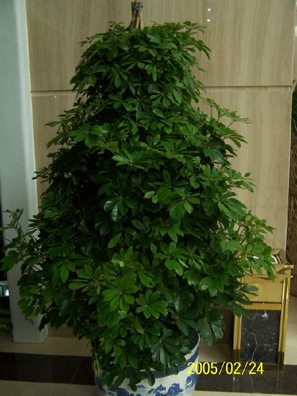 供應(yīng)室內(nèi)綠植租擺報(bào)價(jià)