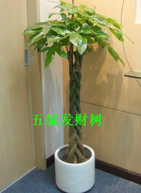供應(yīng)綠植租擺報(bào)價(jià)空氣凈化器出租