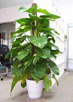 供應(yīng)綠色植物養(yǎng)護(hù)北京綠色植物租賃