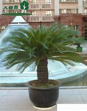 供應(yīng)植物租擺綠植租賃