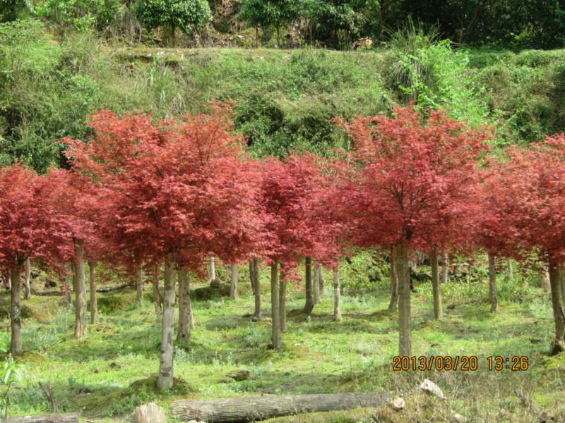 供應(yīng)彩葉紅楓，桂林紅楓培植基地，廣西紅楓培植基地