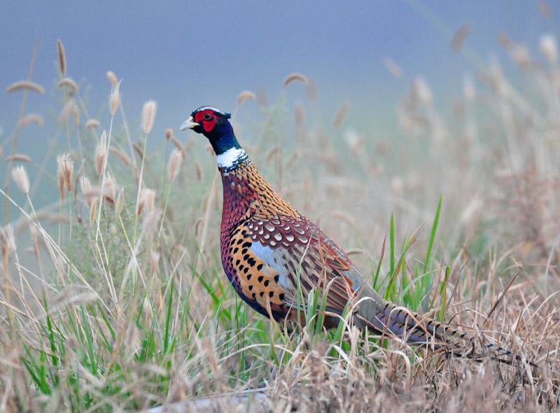 供應(yīng)黃石山雞苗純種品種價(jià)格便宜