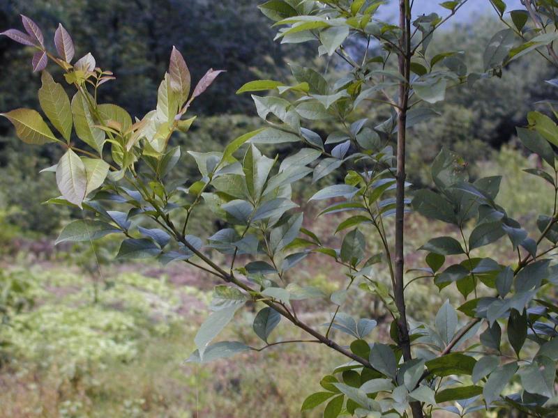 供應(yīng)華北星林苗圃供白蠟