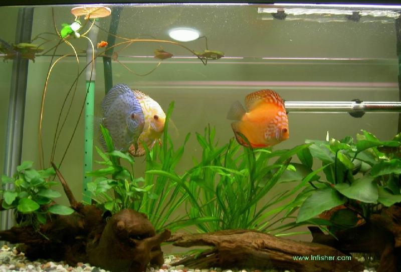 供應(yīng)廣州天河魚缸清洗換水天河魚缸上門清洗換水魚病防治魚缸定做