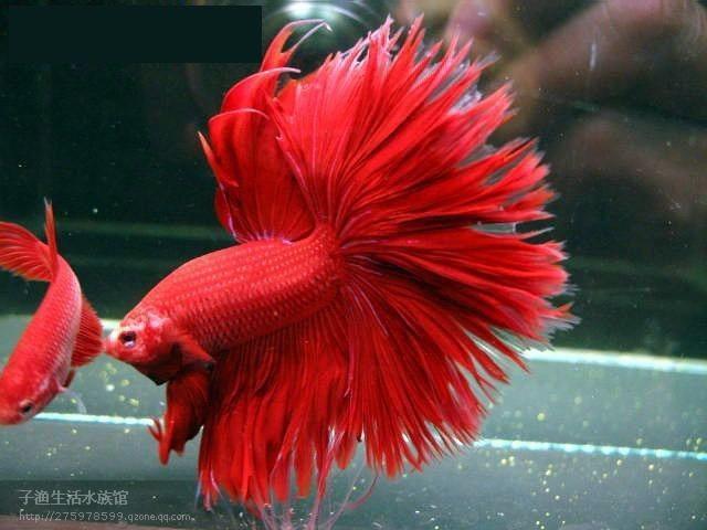 供應(yīng)廣州專業(yè)洗魚缸魚病防治