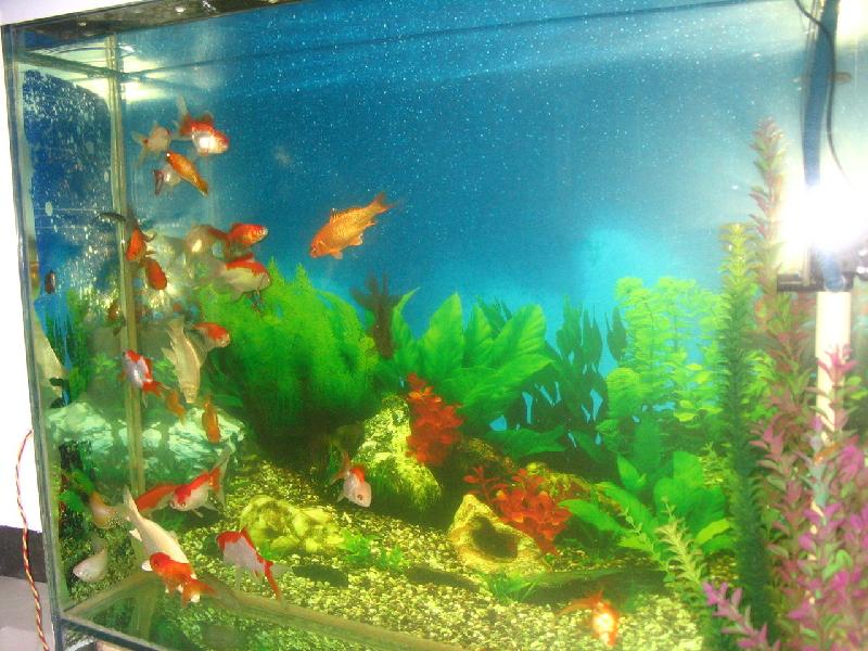 供應(yīng)廣州專業(yè)洗魚缸魚病防治