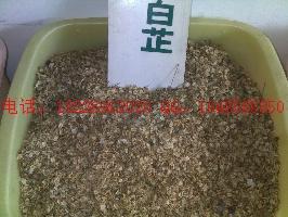 供應(yīng)沒食子白芷種子批發(fā)薏米種子批發(fā)