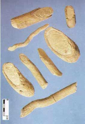 兩面針批發(fā)野葡萄根批發(fā)價格圖片