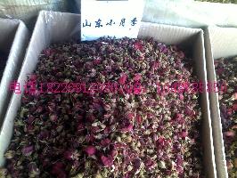 供應(yīng)金雀根價(jià)格雪中情價(jià)格批發(fā)