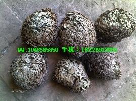 供應(yīng)通經(jīng)草批發(fā)蛹蟲草批發(fā)價格