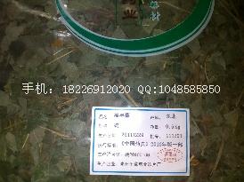 供應(yīng)烏龍?zhí)倥l(fā)野葡萄根批發(fā)