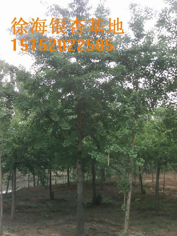 銀杏樹行情報價