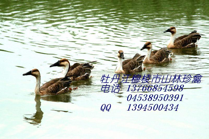 供應(yīng)伊春*養(yǎng)殖伊春火雞養(yǎng)殖,伊春沙半雞養(yǎng)殖,伊春*養(yǎng)殖伊春大