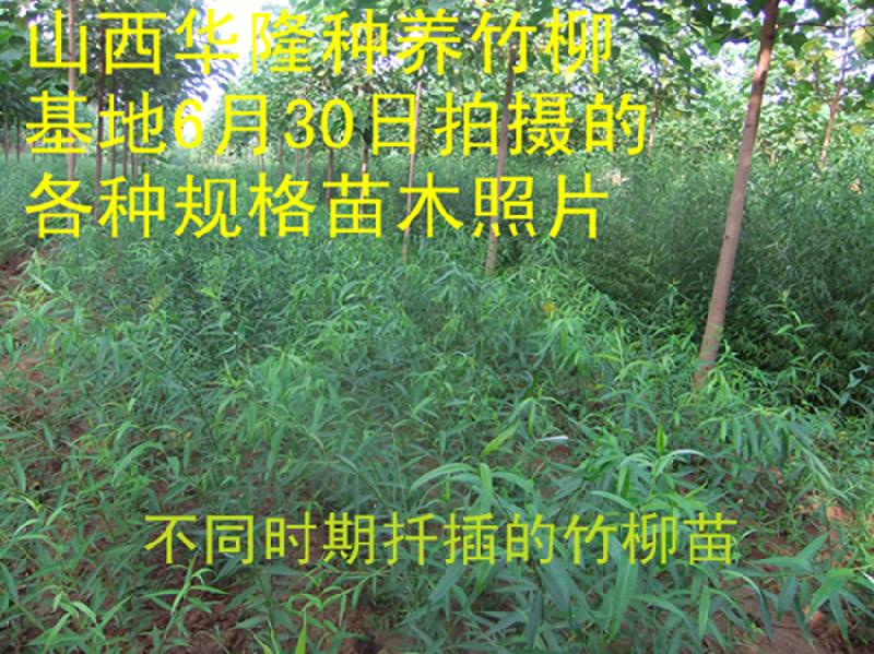 供應(yīng)速生竹柳為什么生長(zhǎng)那么快