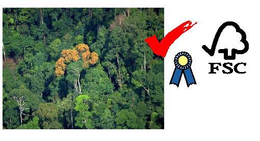 供應(yīng)中國(guó)FSC森林認(rèn)證現(xiàn)狀