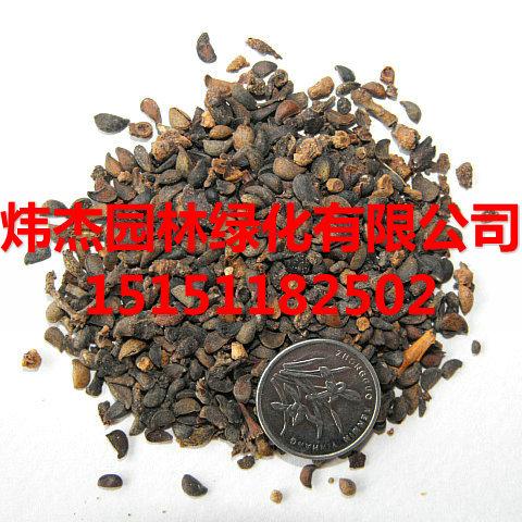 供应江苏杜梨种子批发价格