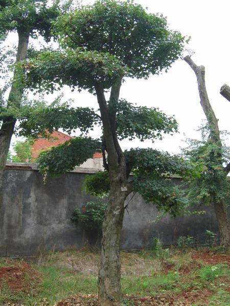 供應荊門對節(jié)白蠟