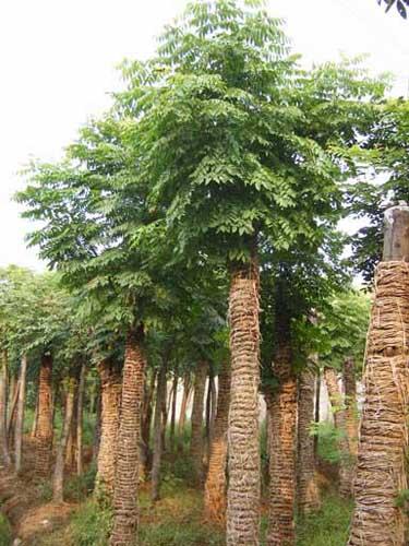 供應(yīng)湖北欒樹價格，荊州欒樹，全冠欒樹
