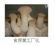 供應蔬菜保鮮冷藏