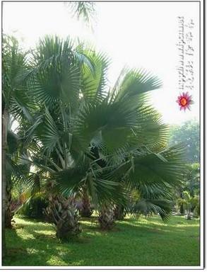 供應(yīng)海南黃檀