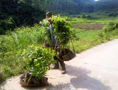 供應廣西白木香沉香批發(fā)