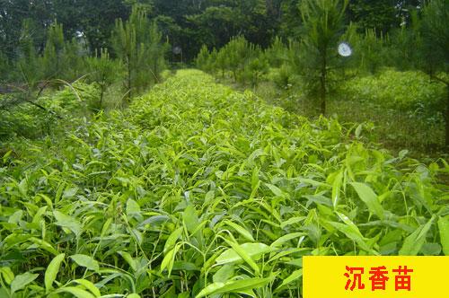 供應(yīng)沉香苗售貨商