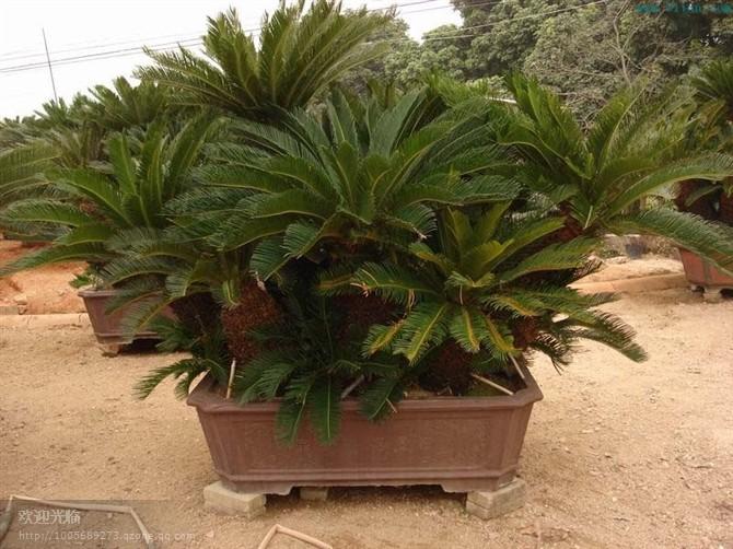 供應(yīng)商場(chǎng)植物租擺，上海商場(chǎng)植物租賃服務(wù)公司