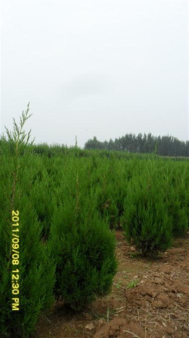 優(yōu)質(zhì)蜀儈苗 蜀儈苗基地 優(yōu)質(zhì)蜀儈苗 蜀儈苗基地