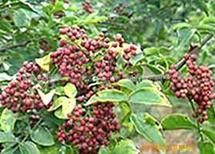 供應(yīng)基地花椒苗