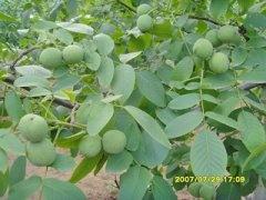 供應(yīng)批發(fā)五角楓 五角楓小苗批發(fā) 五角楓基地