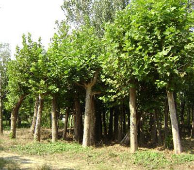 供應批發(fā)法桐 法桐小苗 法桐基地