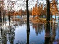 供應(yīng)錦林花木，江蘇錦林花木電話，錦林花木報價