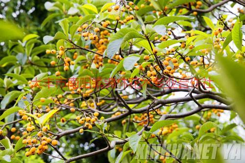 基地直銷枇杷樹苗，常年出售枇杷樹，枇杷綠化苗木