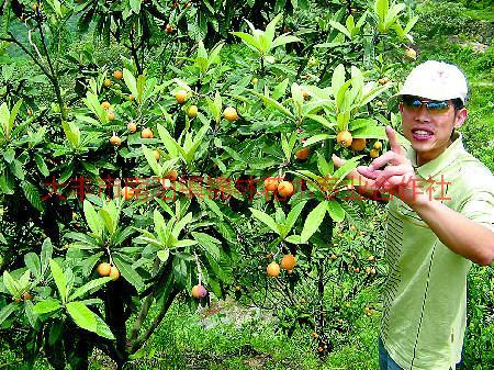 基地直销枇杷树苗，常年出售枇杷树，枇杷绿化苗木图片