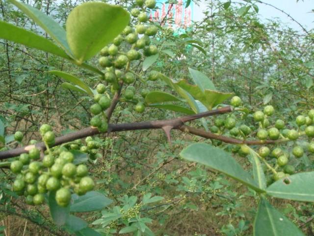 供应花椒苗种植与管理大棚花椒苗用苗