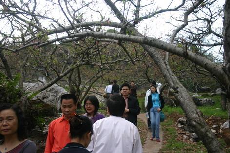 河源市连平上坪桃花山厂家