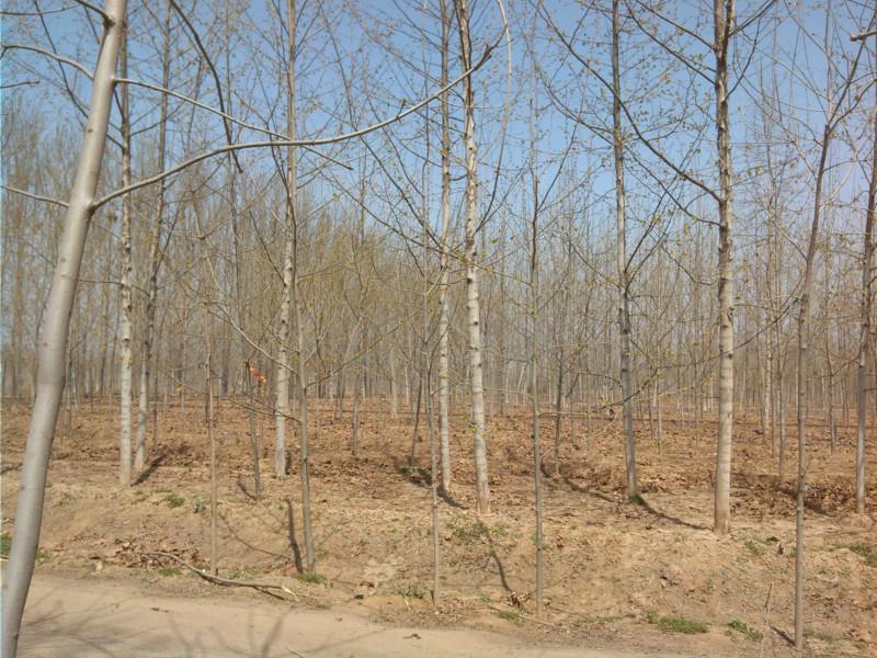 20公分法桐圖片/20公分法桐樣板圖 (2)