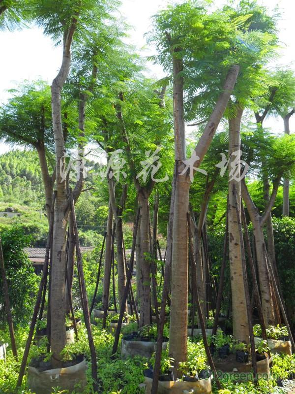 凤凰木供应商 漳州凤凰木种植基地