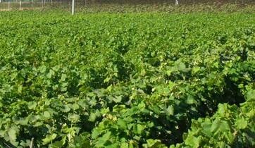 供應(yīng)葡萄果苗基地