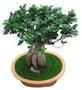 供應(yīng)廣西榕樹盆景
