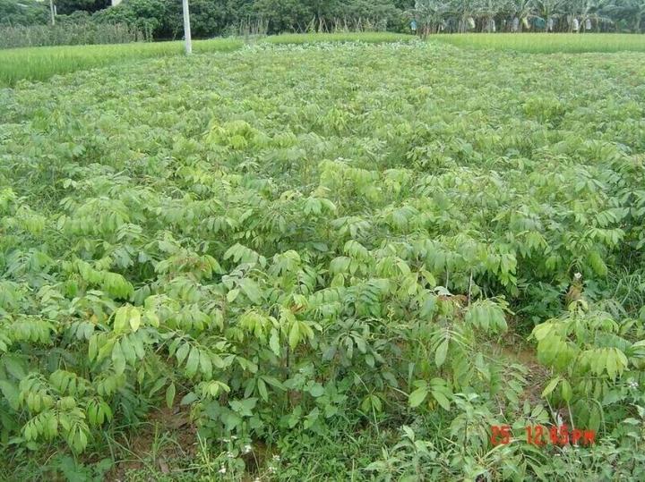 供應(yīng)各類龍眼苗